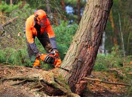 Best Lot and Land Clearing  in Al Creek, CO