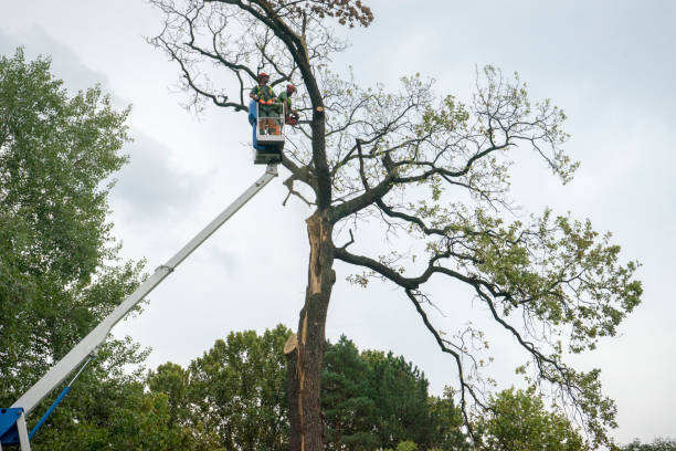 How Our Tree Care Process Works  in  Coal Creek, CO